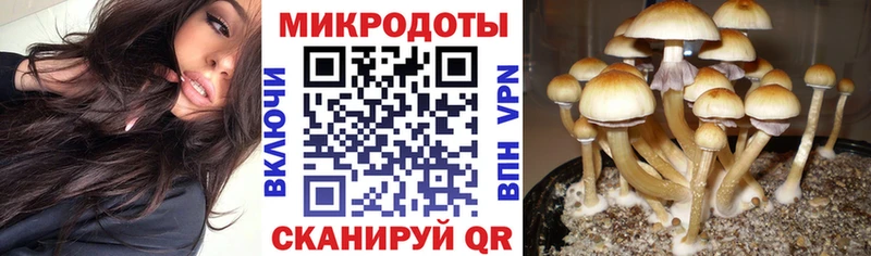 закладки  Новочебоксарск  Галлюциногенные грибы мицелий 